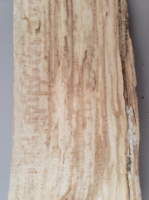 In the early stages of white rot, before substantial strength properties are lost, the wood becomes lighter in color.