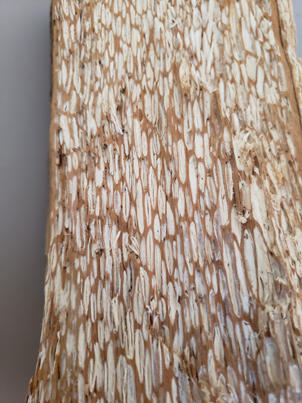 Some white rot fungi are more selective at degrading lignin than others and cause a white pocket rot. The white "pockets" are pure cellulose and lignin has been completely removed.