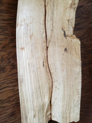 Advanced stages of white rot showing the bleached white color of the wood.