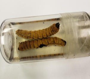 Larvae of the beetle. 
