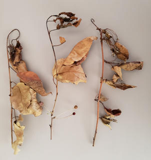 Branch symptoms of fire blight showing curling of the branch tips (shepards crook) and dark brown dead leaves.