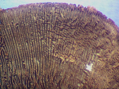 Another Lenzites with gill-like structures produced on a bracket fungus.