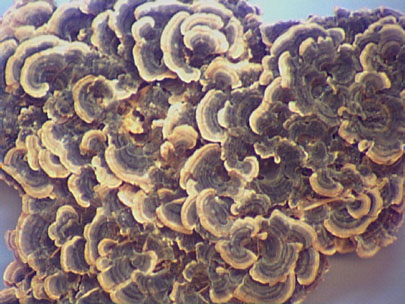 Polyporaceae - fungi with pores - this is a view of the top of this fruiting body