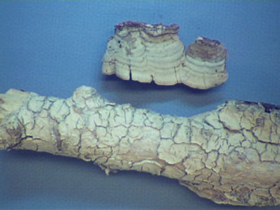 Thelephoraceae - fungi with a smooth sporulating surface (no pores, gills or teeth-like structures).
