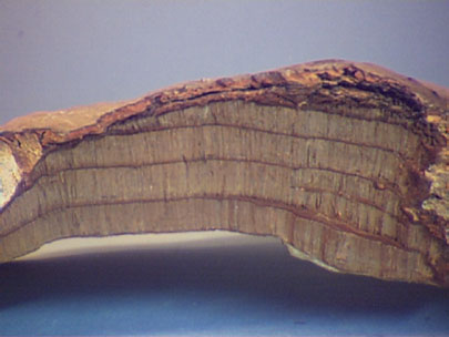 Here you can see a cross section with the annual layers that are produced each year. This Fomes appears to be 4 years old.