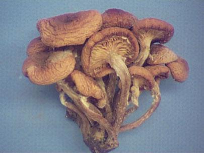 Fruiting bodies of Armillaria ostoyae are often found in clumps and are produced for only a short time in the fall.