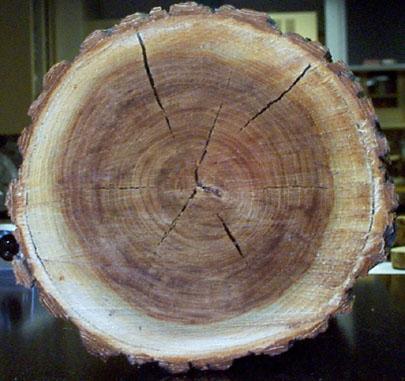 Cross section of an elm showing internal wetwood (brown region) on a dried elm log.