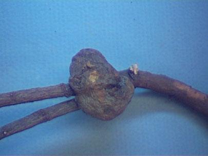 Gall caused by Agrobacterium tumefaciens on roots of tree are found at the ground line.