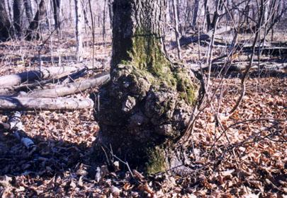 Large gall on main stem of tree.