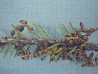 Seeds, produced in September in Minnesota, on Arceuthobium pusillum. 