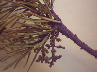 Dwarf mistletoe, Arceuthobium americanum, on Jack pine from Manitoba, Canada.