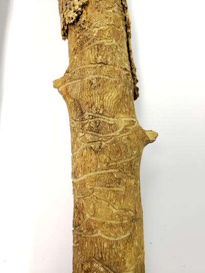 A relatively small branch with many North American elm bark beetle galleries. Even small diameter stems can be used for egg laying and lots of new beetles can emerge.
