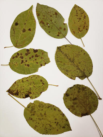 Apple leaves showing symptoms of apple scab caused by Venturia inaequalis.