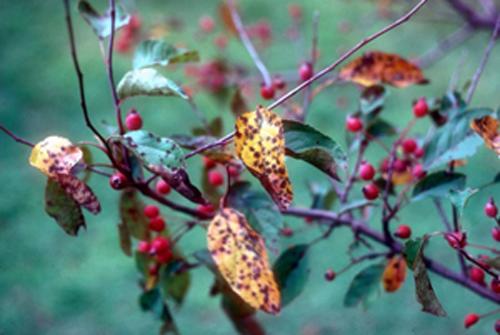 The fungus also attacks flowering crab apple trees. Leaves show symptoms like this in mid to late summer.