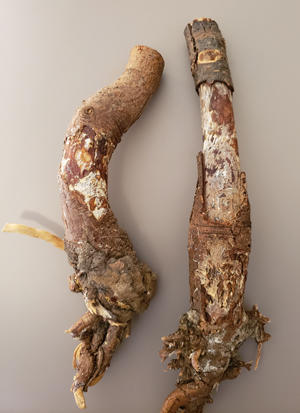Bark removed from saplings with root rot showing white mycelial fans.