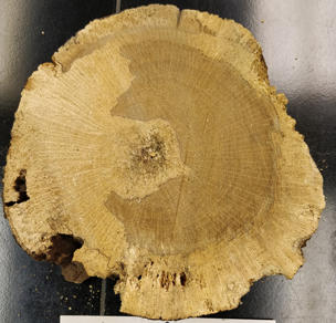 In this oak cross section, the fungus can be seen decaying the sapwood and heartwood.