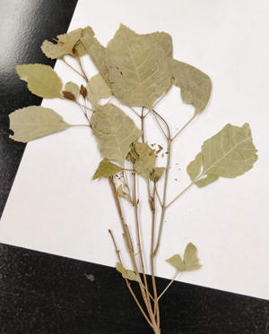 Stem from a witches' broom showing overall chlorosis and simple leaf growth instead of compound leaves.