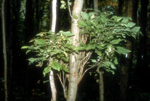 The leaves on the witches' broom are simple in comparison to the regular compound leaves produced by ash trees