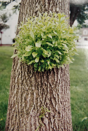 In addition to yellowing of leaves on the tree, poor growth and increased winter injury, ash yellows often produces witches' brooms on the trunk of trees