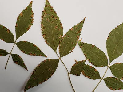Ash anthracnose symptoms when infection occurs after leaves are fully formed.