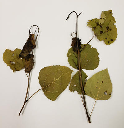 Aspen twig blight starts off as a leaf spot and then moves down the petiole and into the stem.