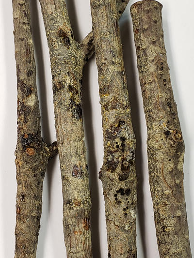 Black apothecia of Atropellis on white pine branches with cankers.