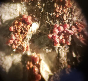 Higher magnification of the red perithecia formed on the cankered area.