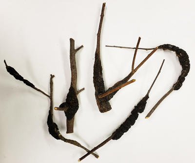 Branches of cherry with black knot. 
