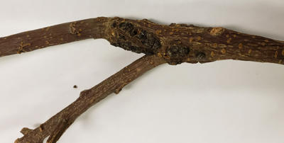 A black knot caused by Apiosporina morbosa starting to form on a branch.