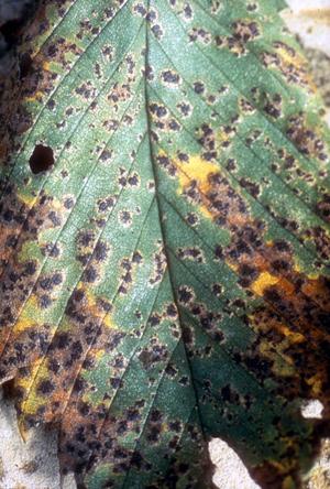 Black spot of elm on an elm leaf in mid summer.