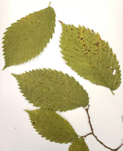 Elm leaves with black spot