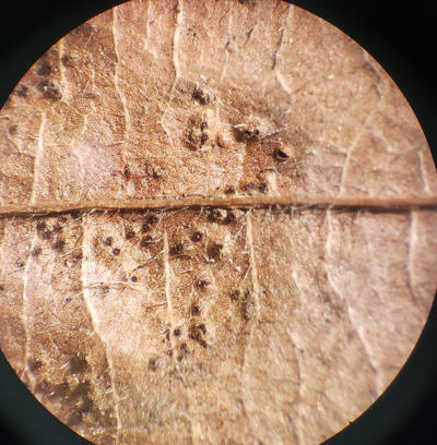 Another view of the bottom surface of an infected elm leaf with the necks of the perithecia showing.