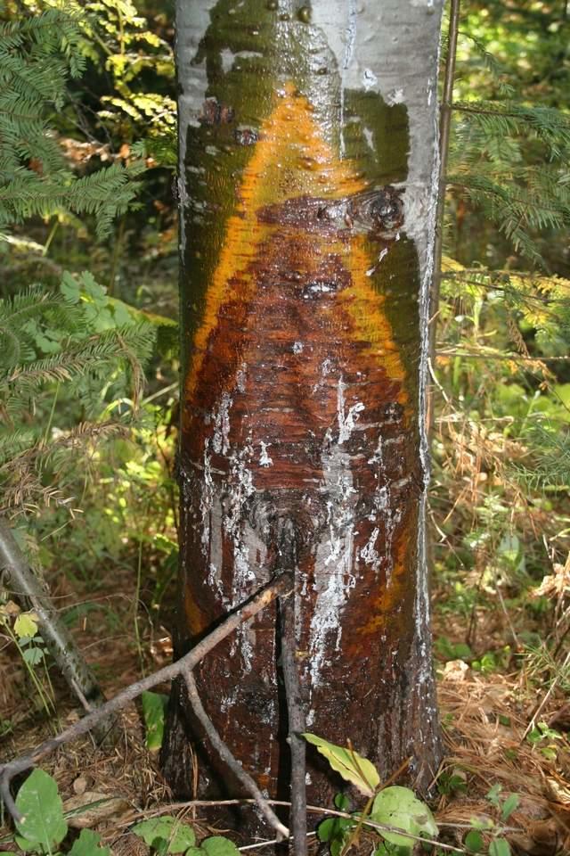 A blister rust canker in the field showing the canker lesion and resin exuding from the infected stem. Note the branch at the center where the infection entered the main stem.