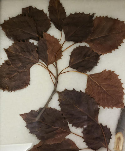 Dark brown leaves adhere to the branches during the winter.