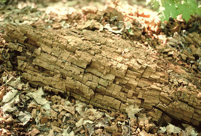 A fallen tree on the forest floor degraded by a brown rot fungus. The advanced decay often breaks apart into brown cubicle pieces.