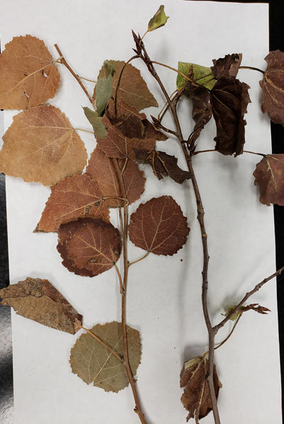 Leaves progressively turn darker brown after infection.
