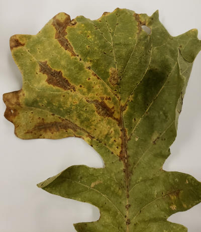 Another leaf showing symptoms of bur oak blight.