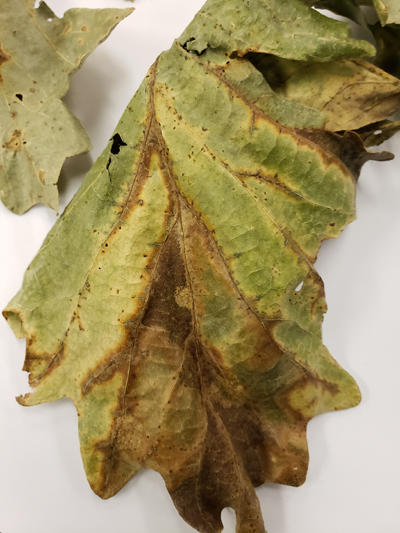 Bur oak blight symptoms on the bottom of a leaf.