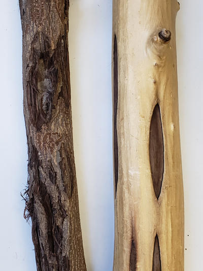 Cankers on butternut caused by Ophiognomonia (old name: Sirococcus) clavigignenti-juglandacerarum. Stem with bark (left) and with the bark removed (right) to show the cankered areas.