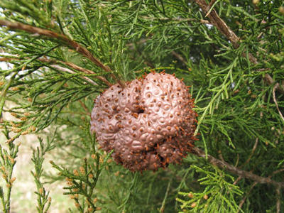 After infection with cedar-apple rust, galls form on the juniper. The following spring the telial columns or telial horns are formed. Telia can be seen just starting to emerge from the gall.