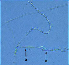 Endoconidia are produced on mats a= conidia, b= conidiophore.