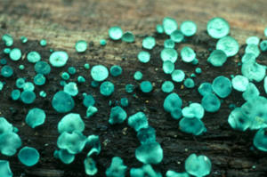 Chlorociboria produces blue/green apothecia on wood. These small cup-like fruiting bodies produce asci and ascospores.