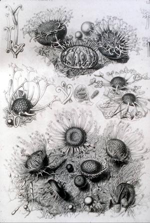 A drawing from the 1800's showing a few different types of powdery mildews with different appendages on the cleistothecia