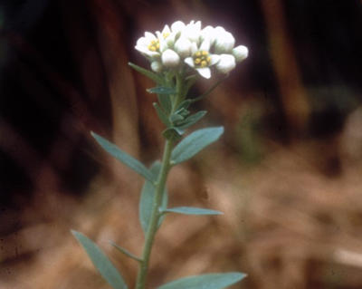 The Comandra plant flowering.