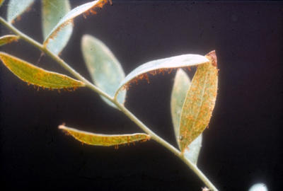 Uredinia and telia form on the bottom of the Comandra leaves. The brown hair-like structures seen here are telial columns.