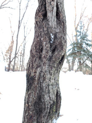 Many perennial cankers on a willow.