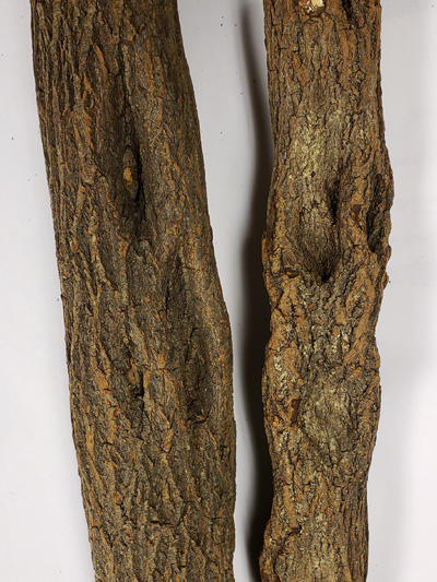 Willow stems with cankers