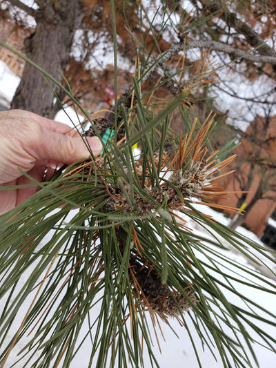 Shoot blight on pine. Shoots are susceptible to infection at bud break in the spring.
