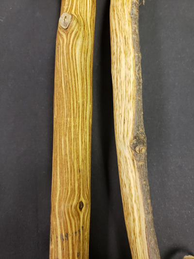 Vascular discoloration in xylem after removing the bark. Heathy xylem would be white.