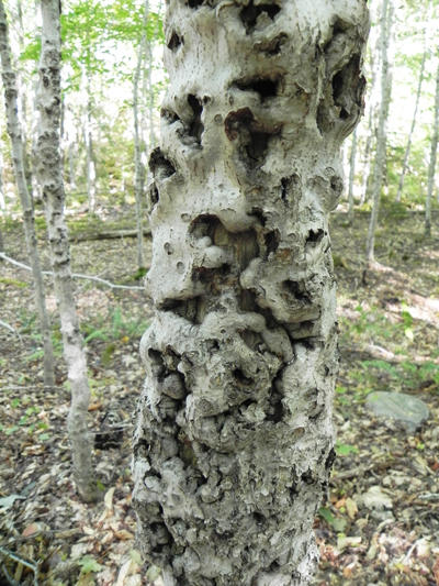 As the disease progresses, more cankers develop and coalesce. Beech bark disease eventually kills the tree.